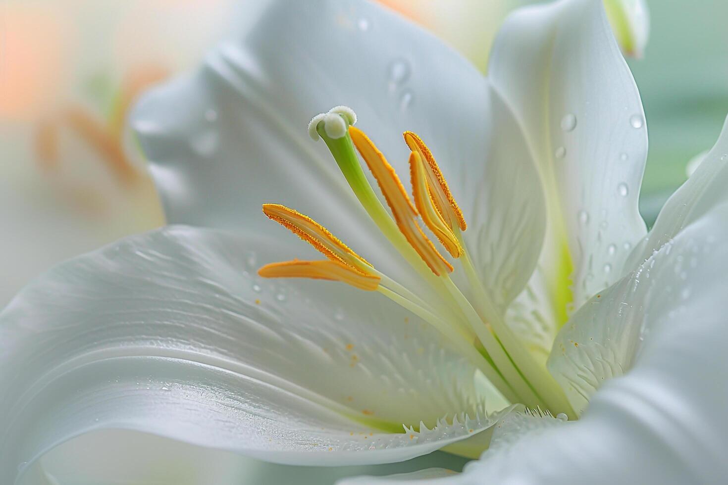 White Flower with Yellow Stamen Background photo