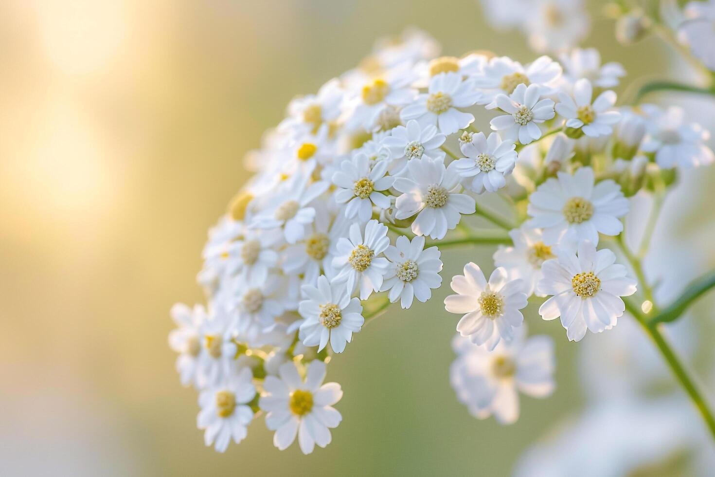 White Flowers with Yellow Centers in Sunlight Background photo