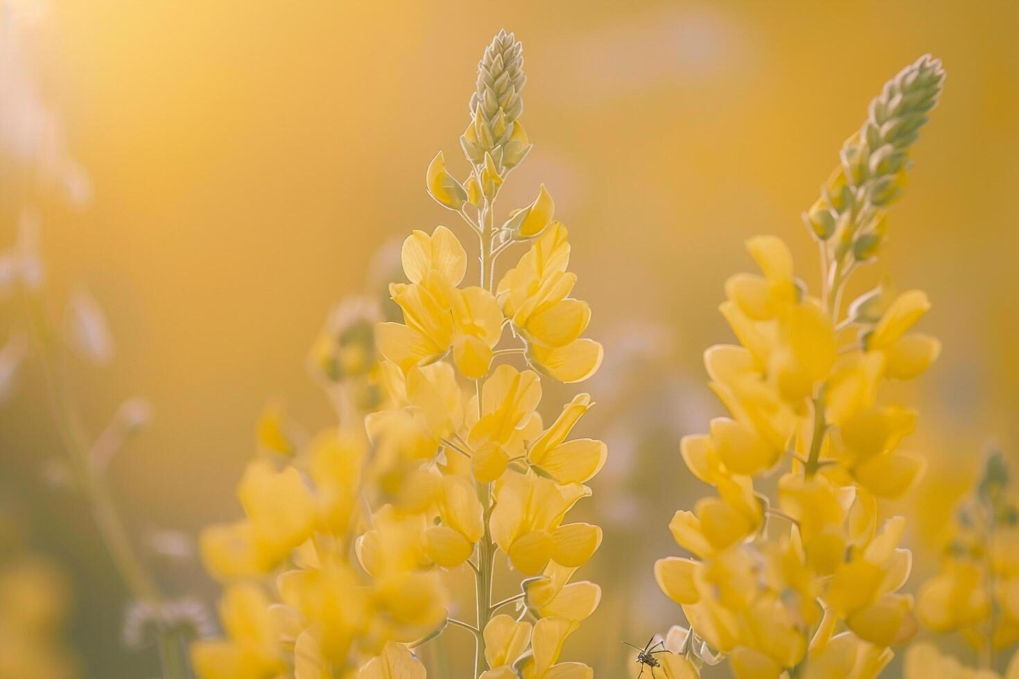 Yellow Flowers in Field with Sunlight Shining Through Background photo