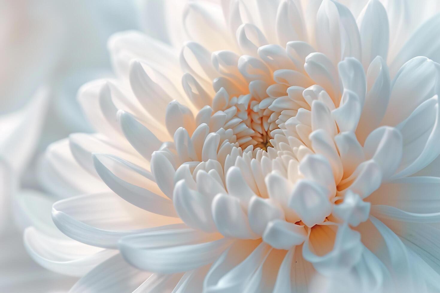 of White Chrysanthemum Flower Background photo