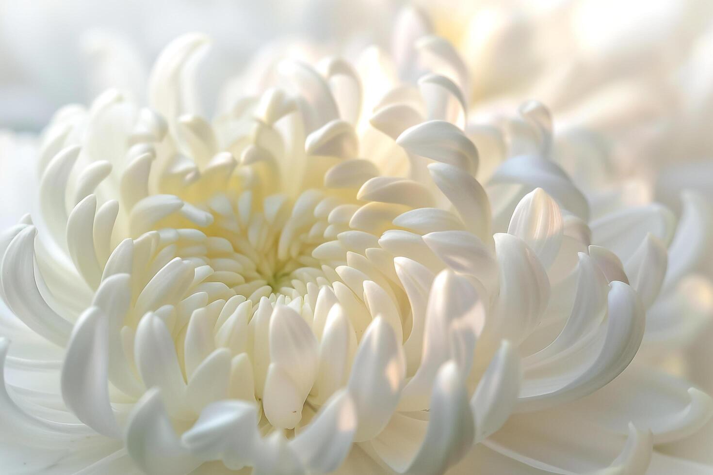 of White Chrysanthemum Flower Background photo