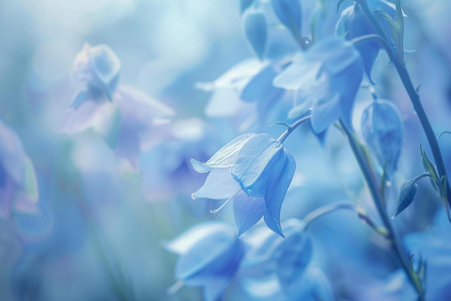 Bluebells in a Field of Blue Flowers Background photo