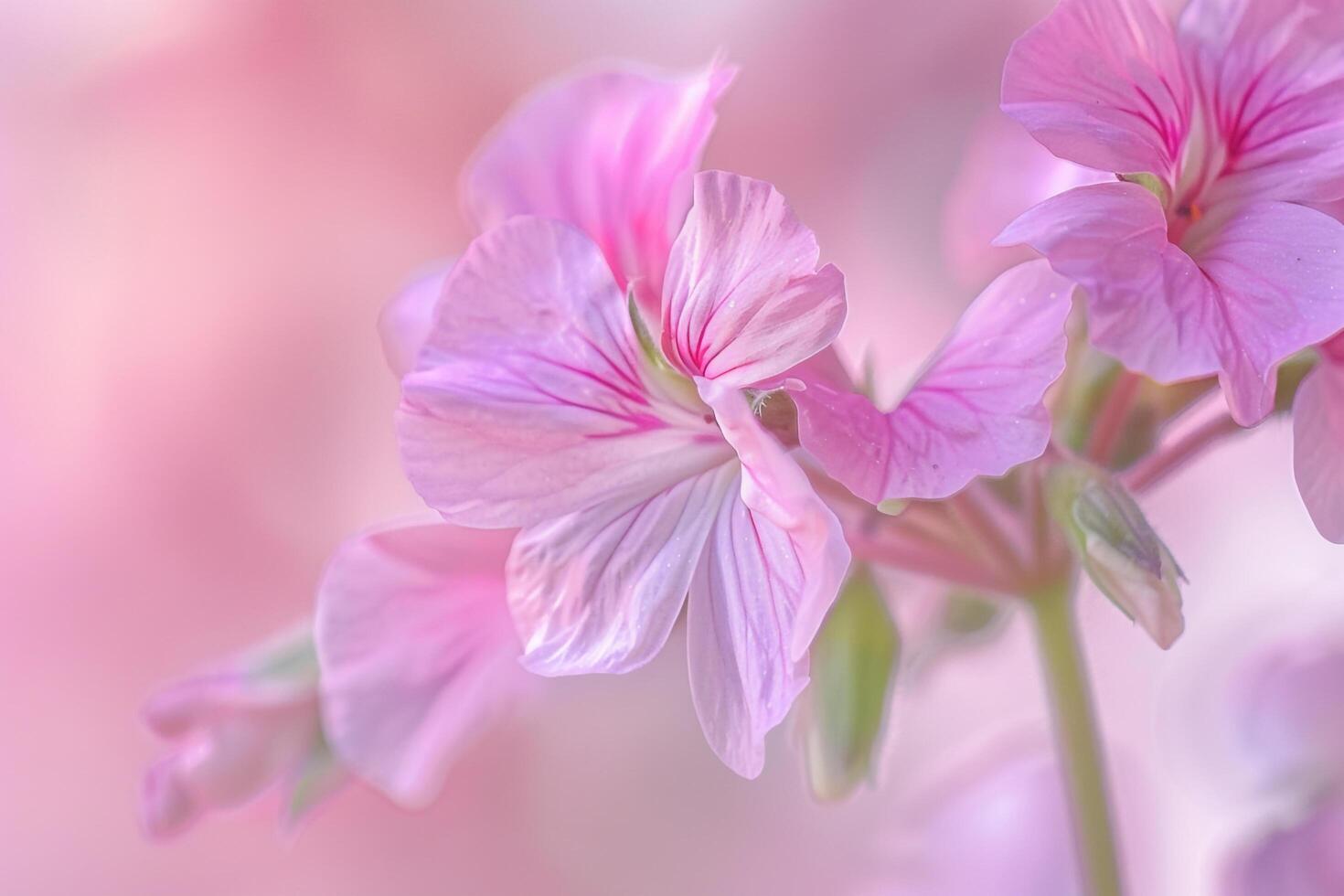 Pink Geraniums in a Field of Pink Flowers Background photo