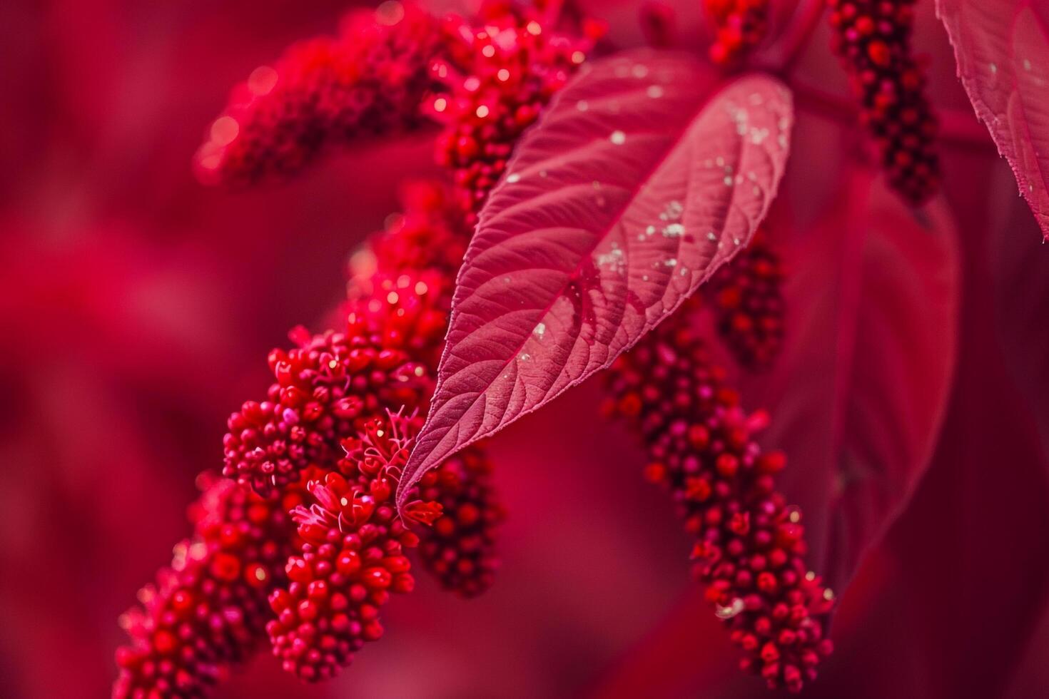 Red berries on plant with background photo