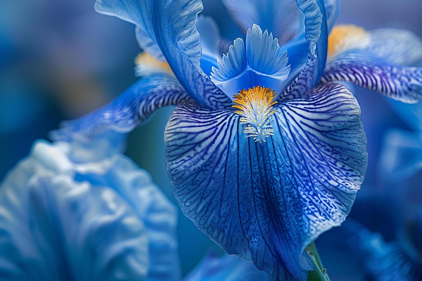 Blue iris flower  on nature background photo