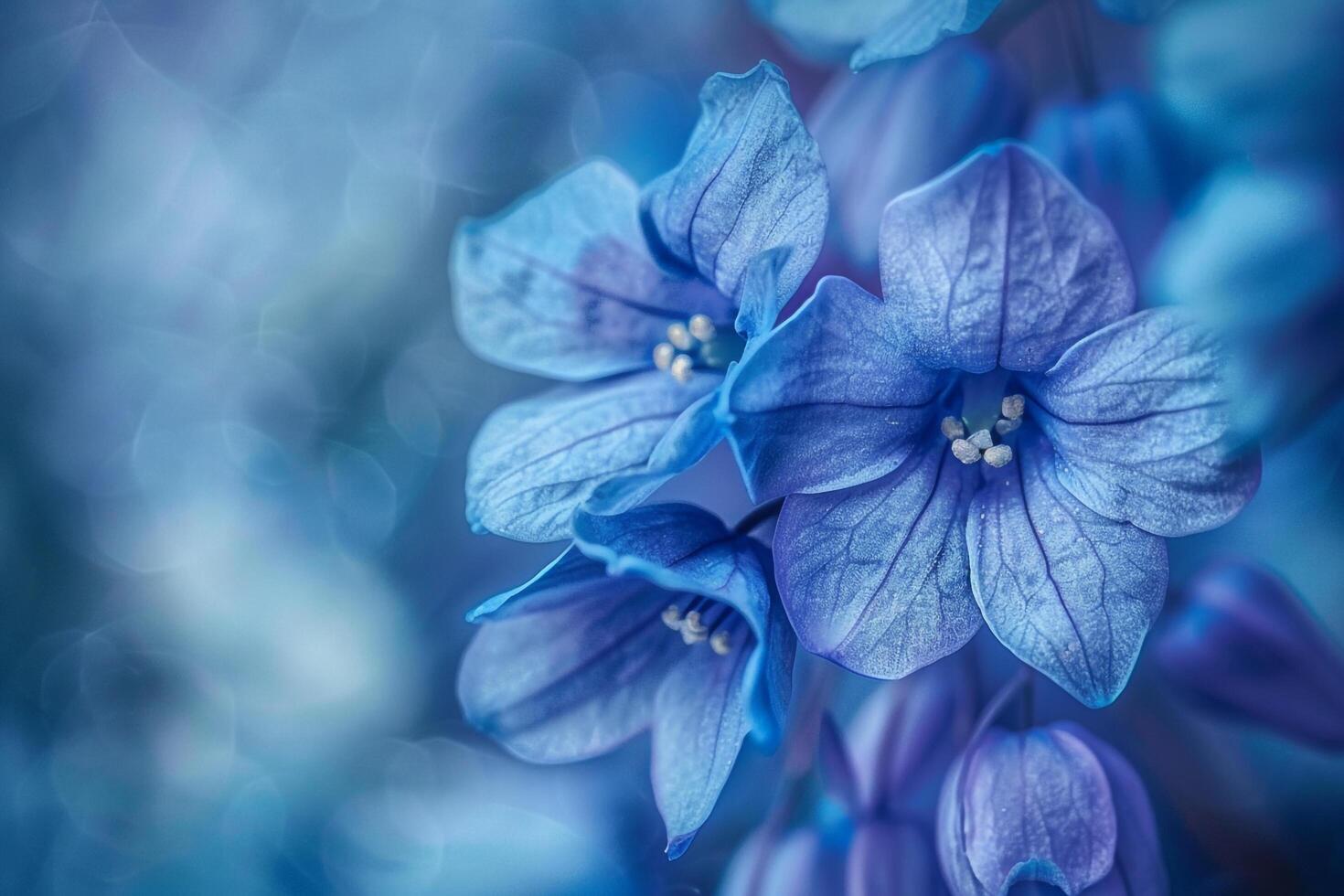 Blue Flowers on a Blue Background photo