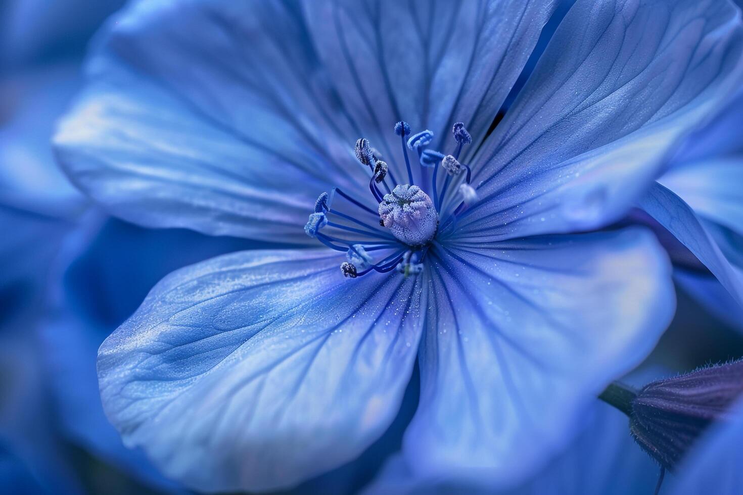 Blue Flower with a Yellow Center Background photo