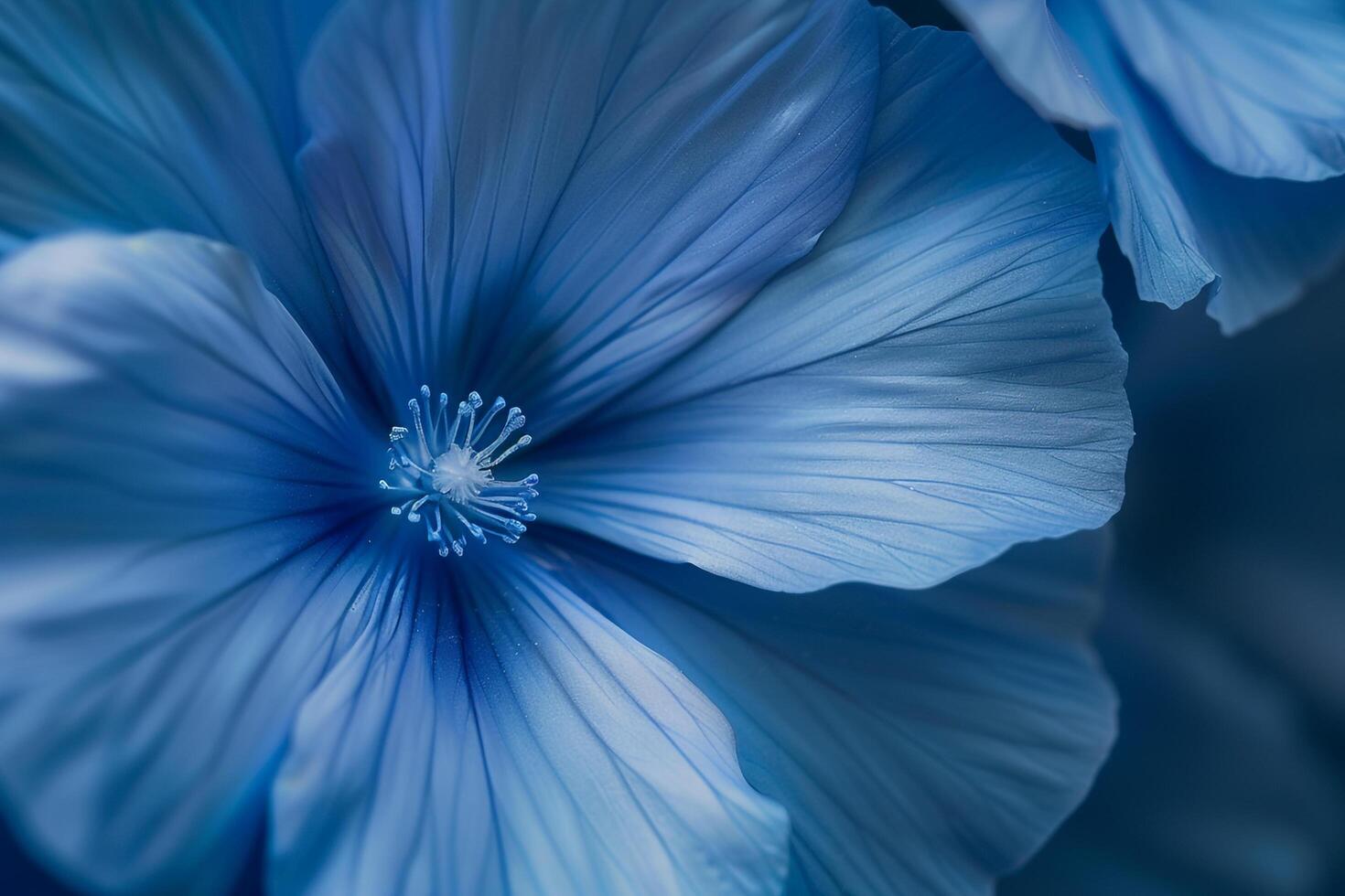 Blue Flower Background photo