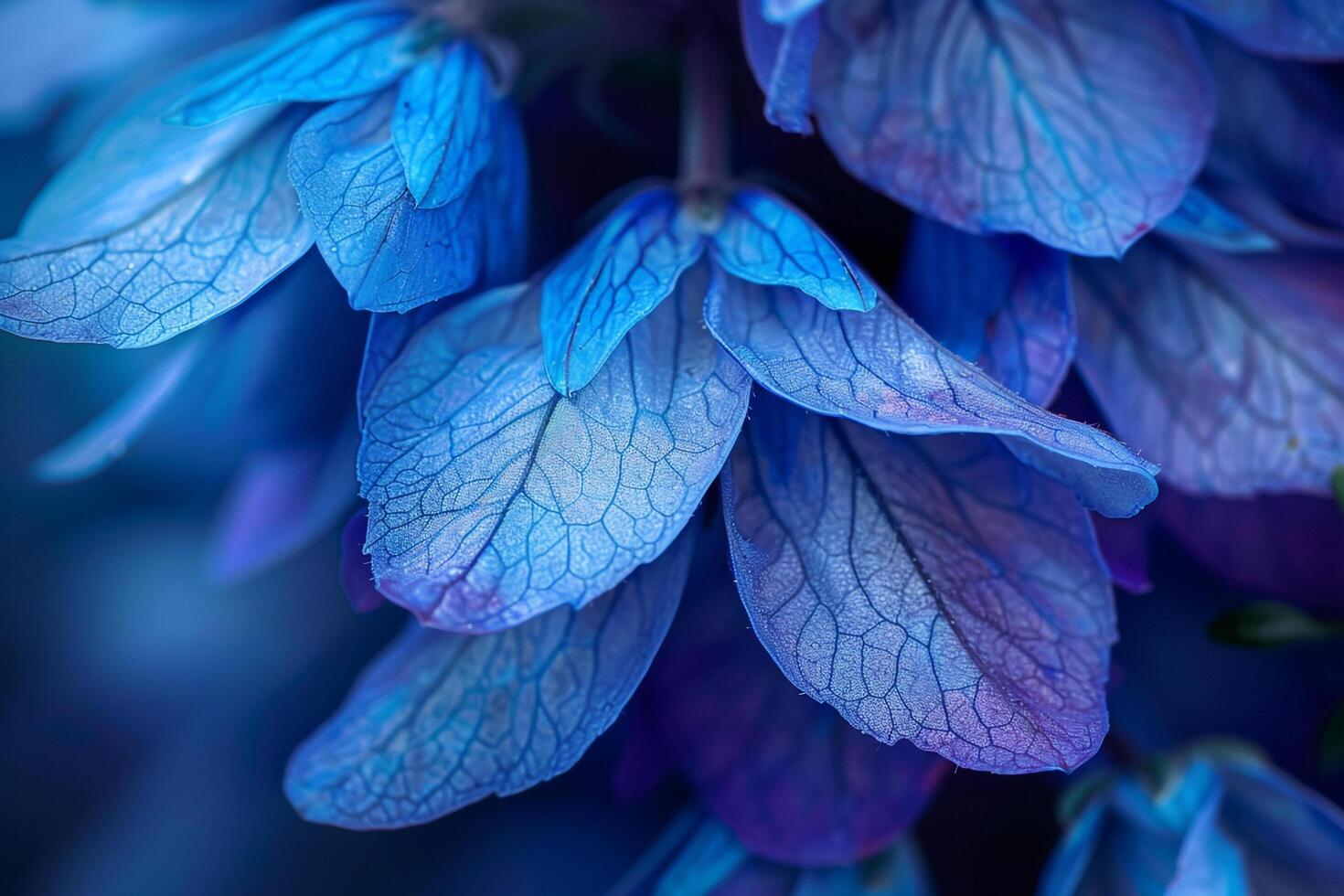 Blue Flowers with Dark Background photo