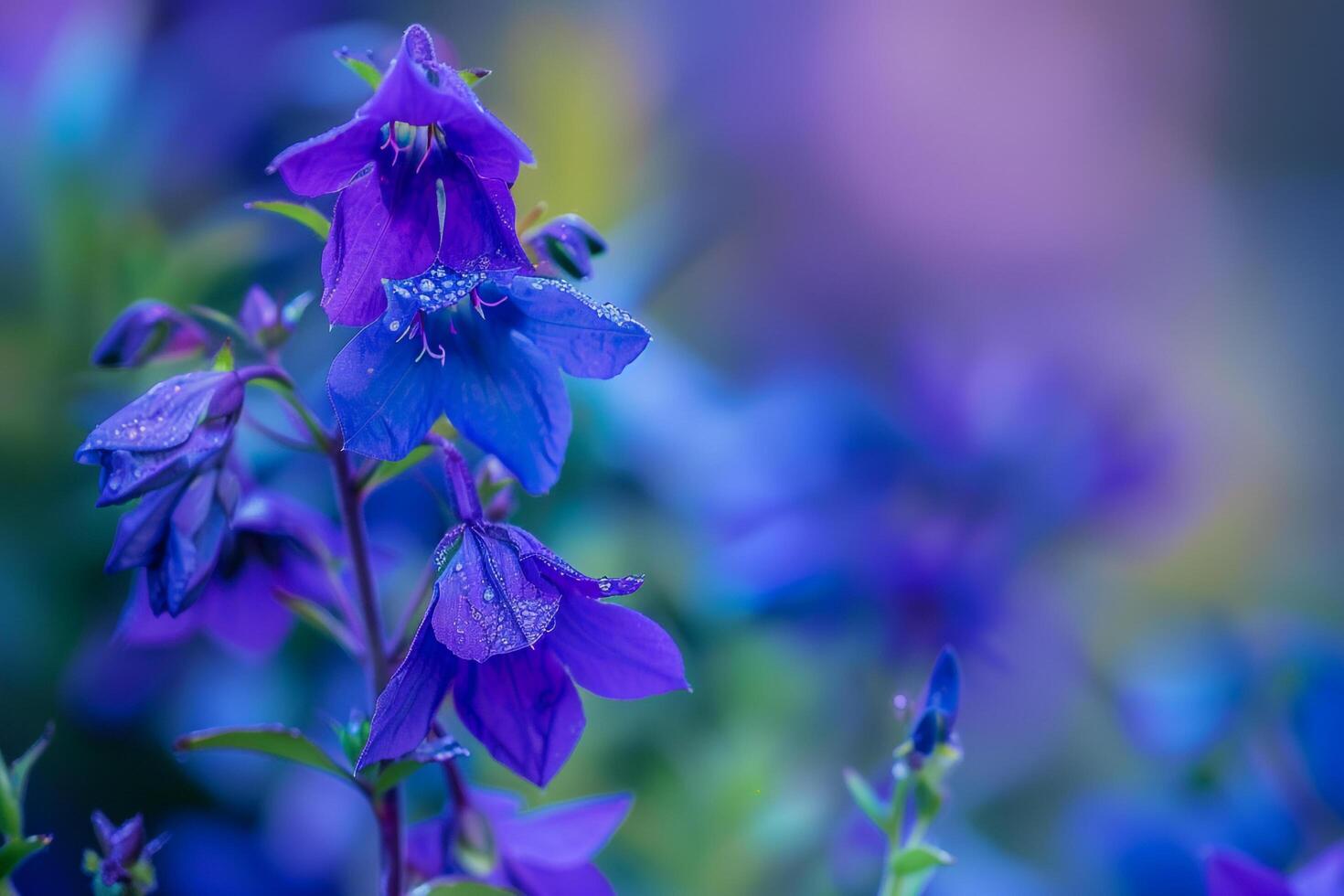 Blue Flowers with Purple Leaves Background photo