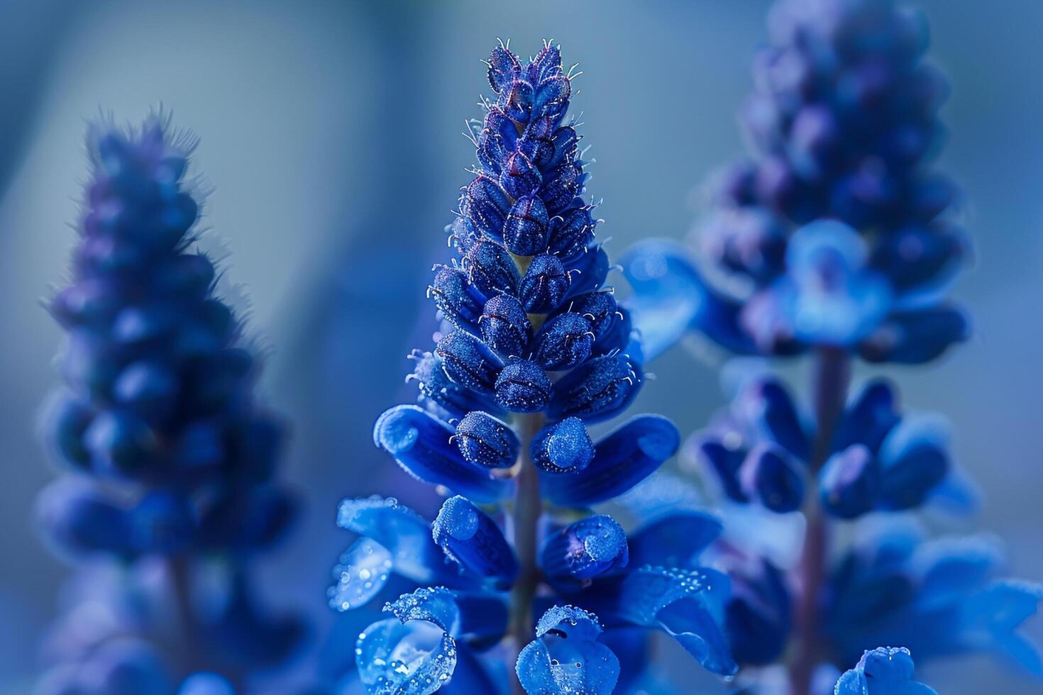 Blue Flower Background photo