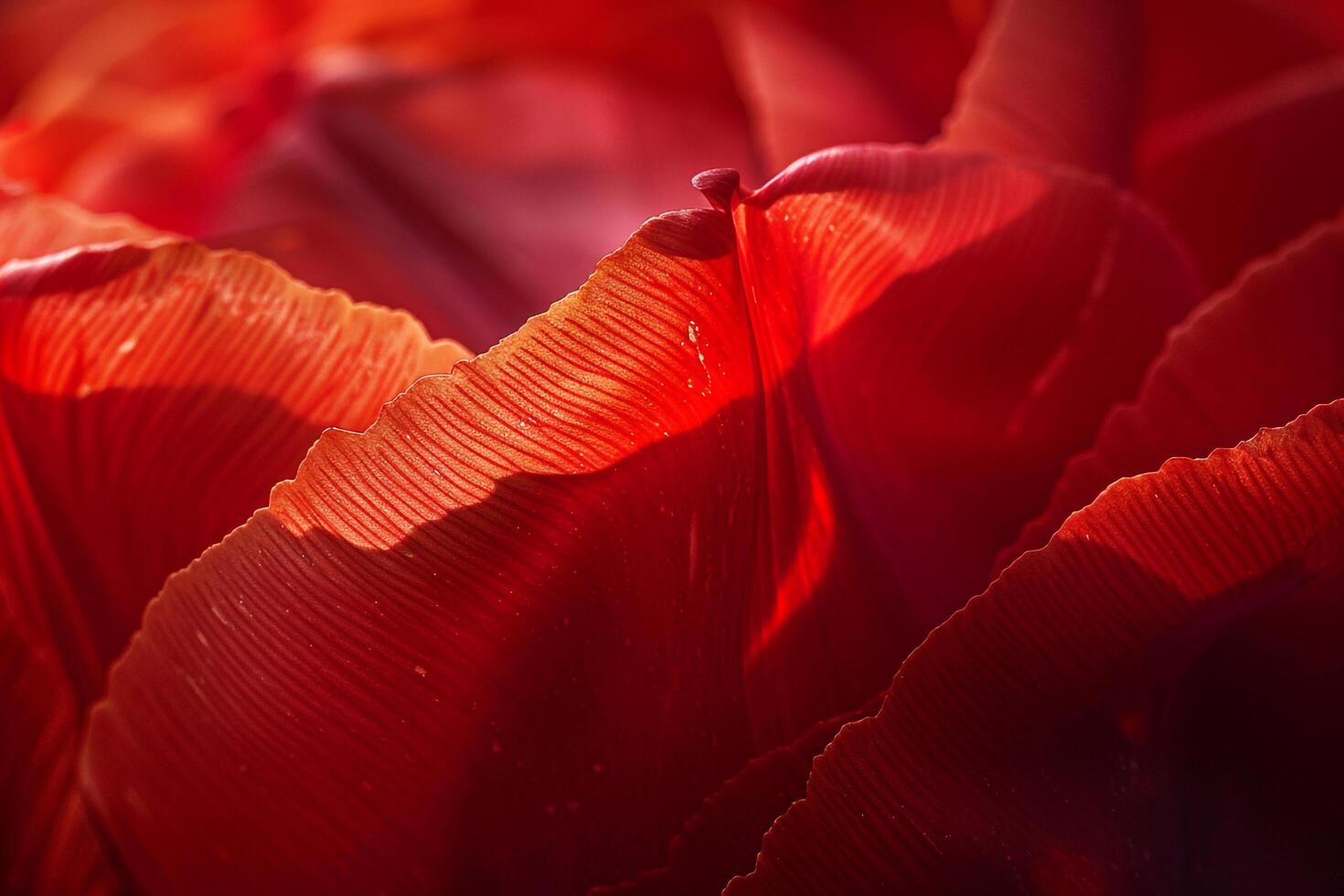A  of a Red Tulip with the Sun Shining Through, Nature Background photo