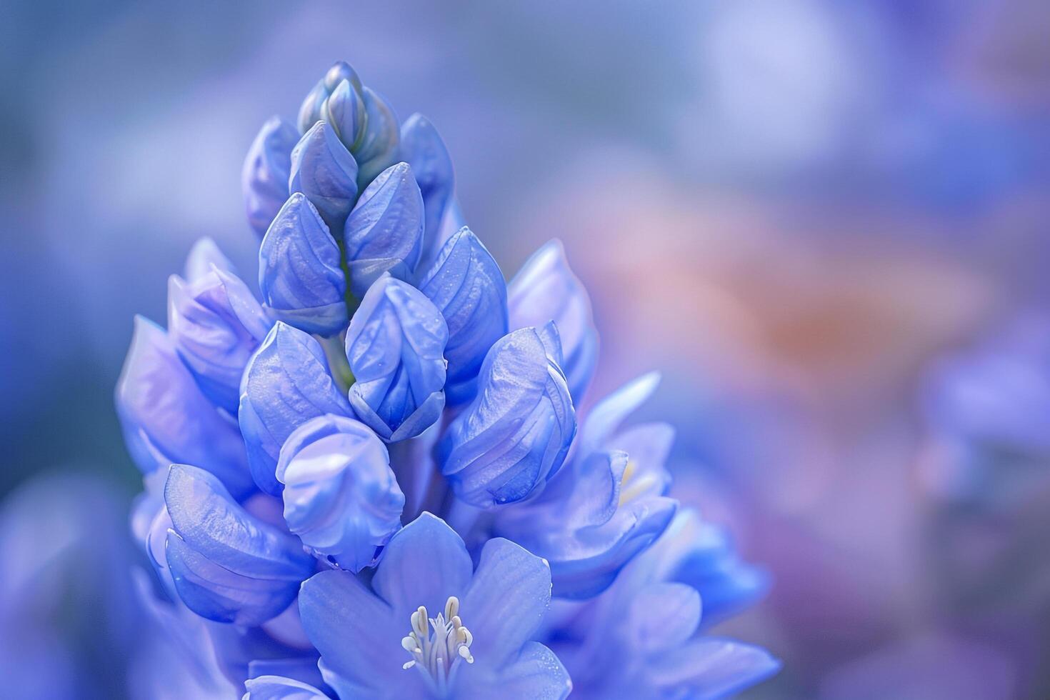 Blue Flowers in Background photo