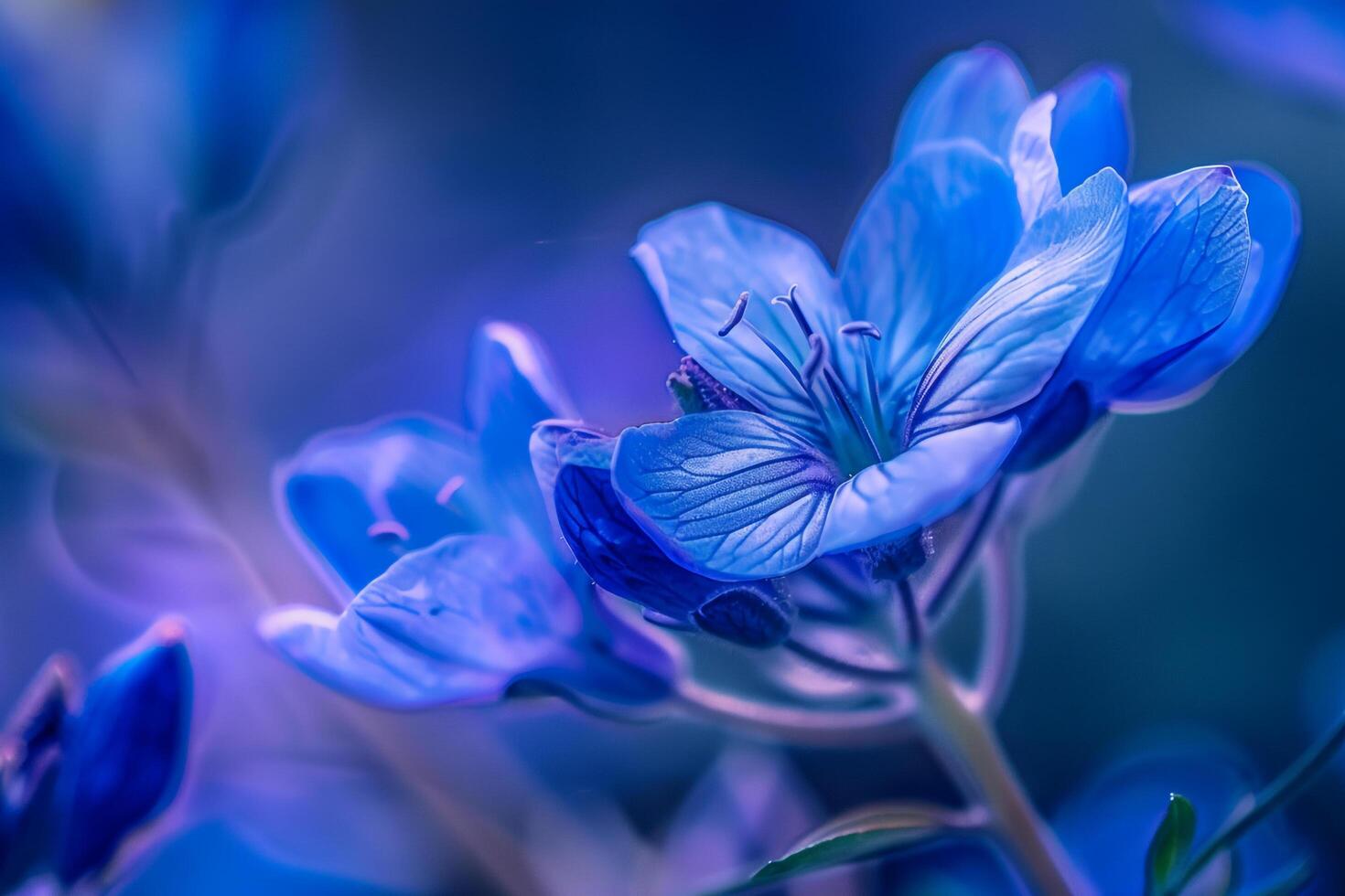 Blue Flowers in Field of Blue photo