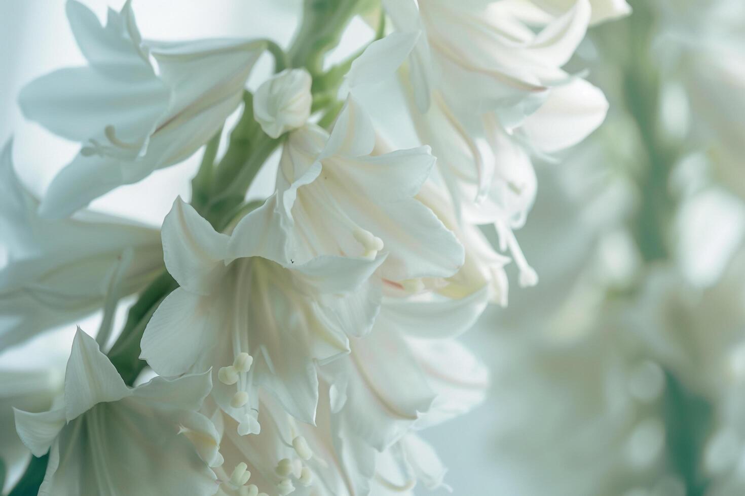 White Hyacinths in a Vase photo