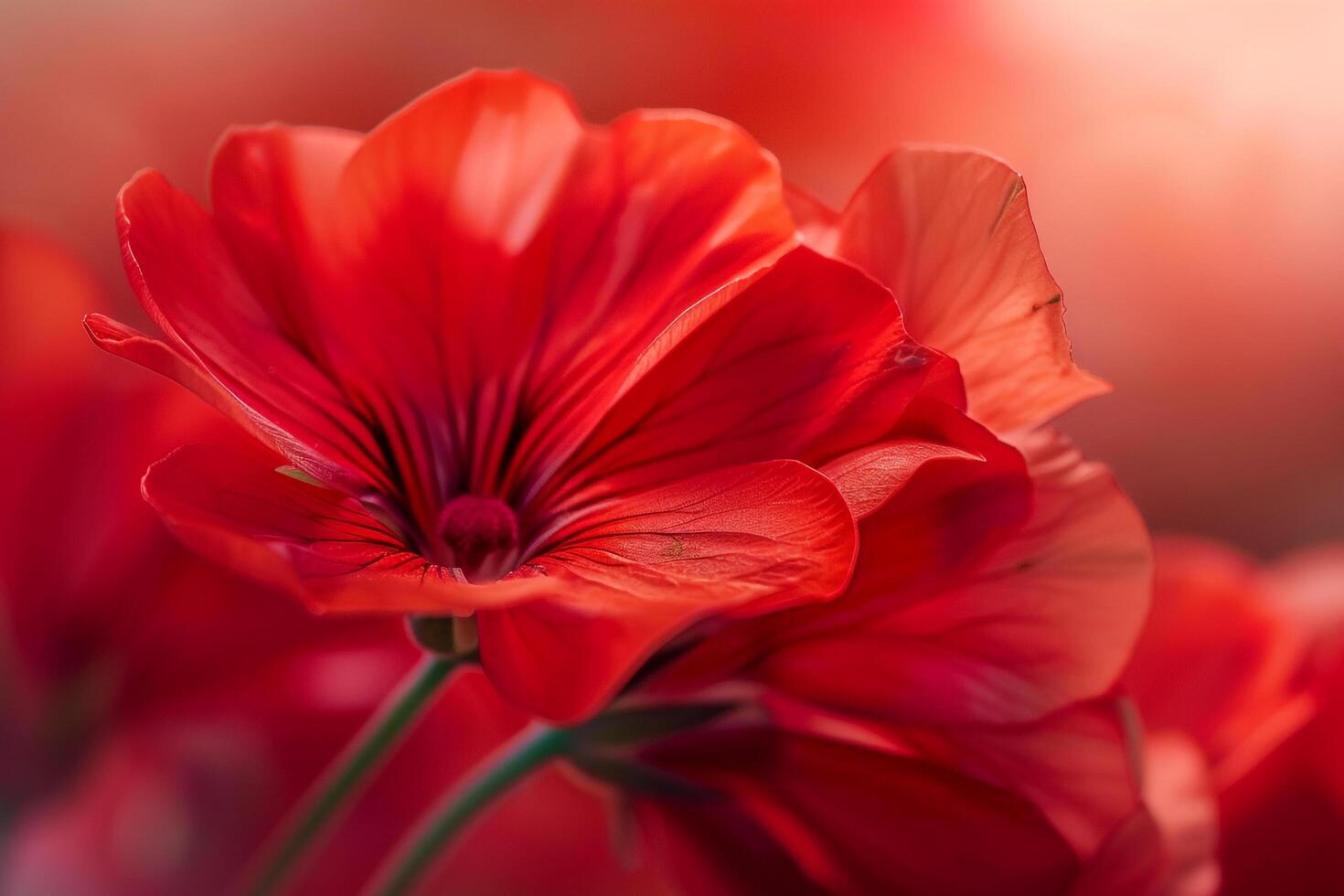 Red Geranium Flowers on a Blurry Background photo
