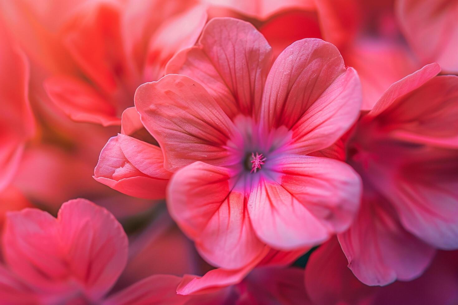 A  of Pink Flowers with a Blurry Background photo