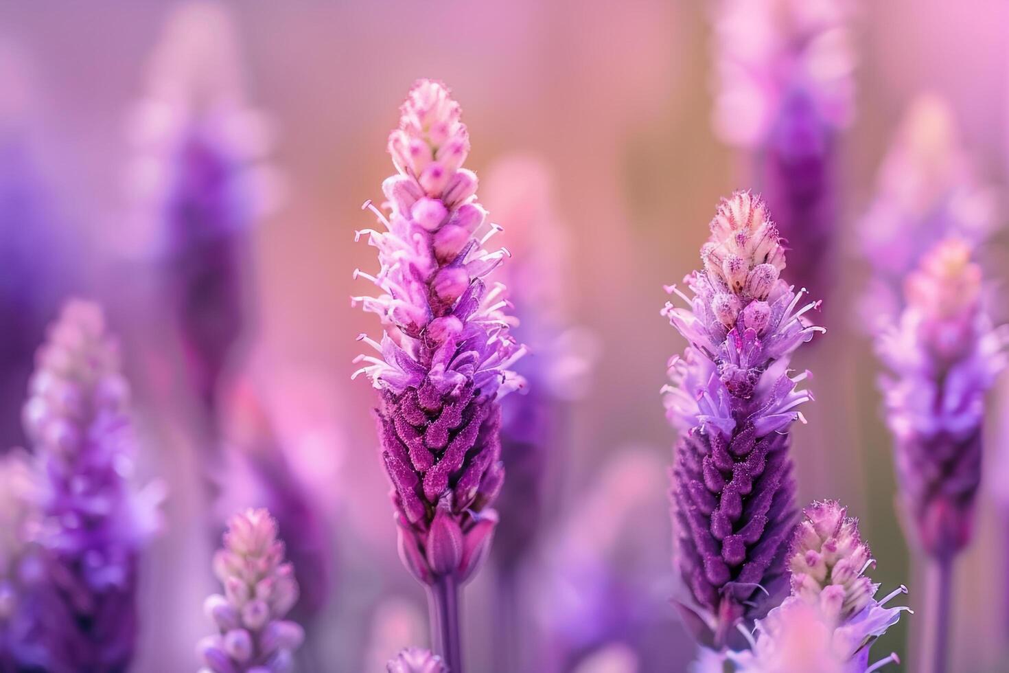 Lavender Flowers in a Field with a Blurred Background photo