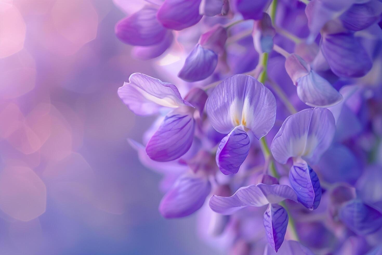 Purple Flowers are Blooming in Front of a Blue Background photo