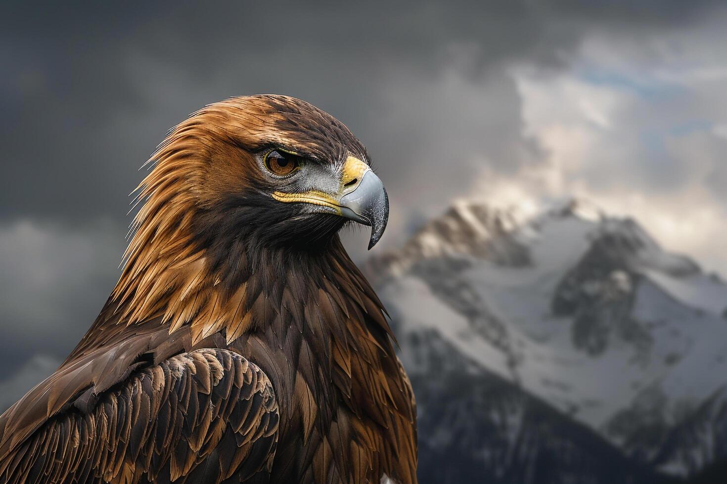 golden eagle, golden eagle with nature background photo