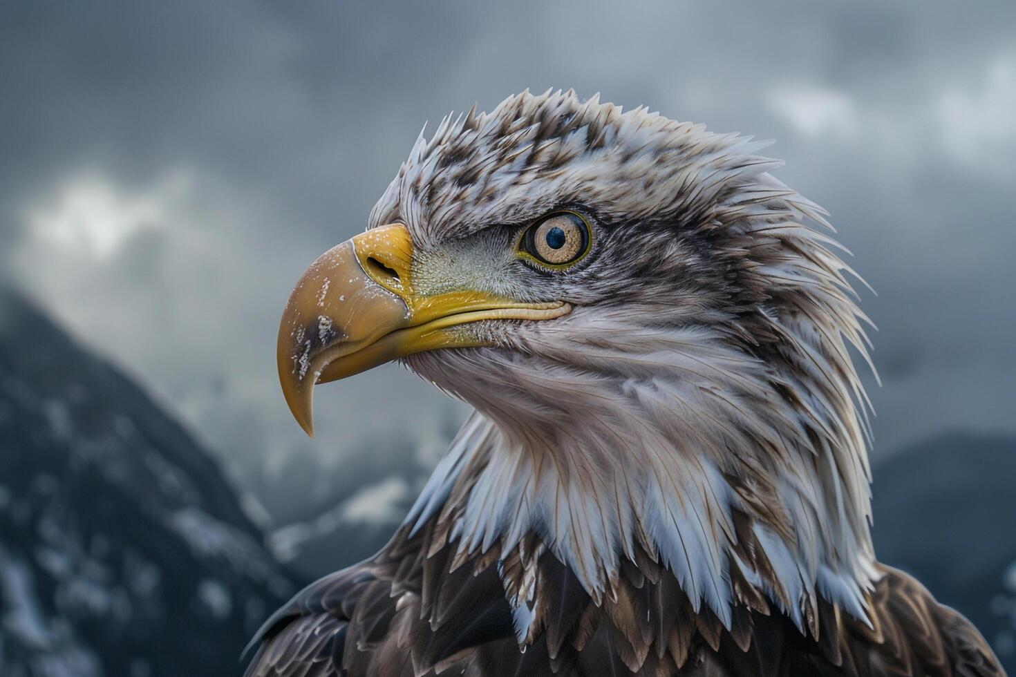 an eagle with a dark sky background photo