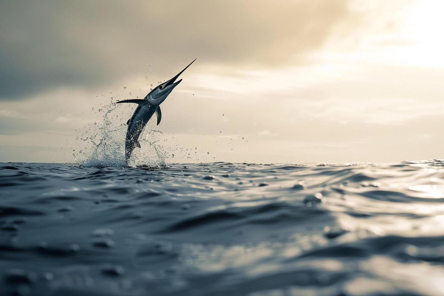 Marlin Jumping out of Water on Sunset Background photo