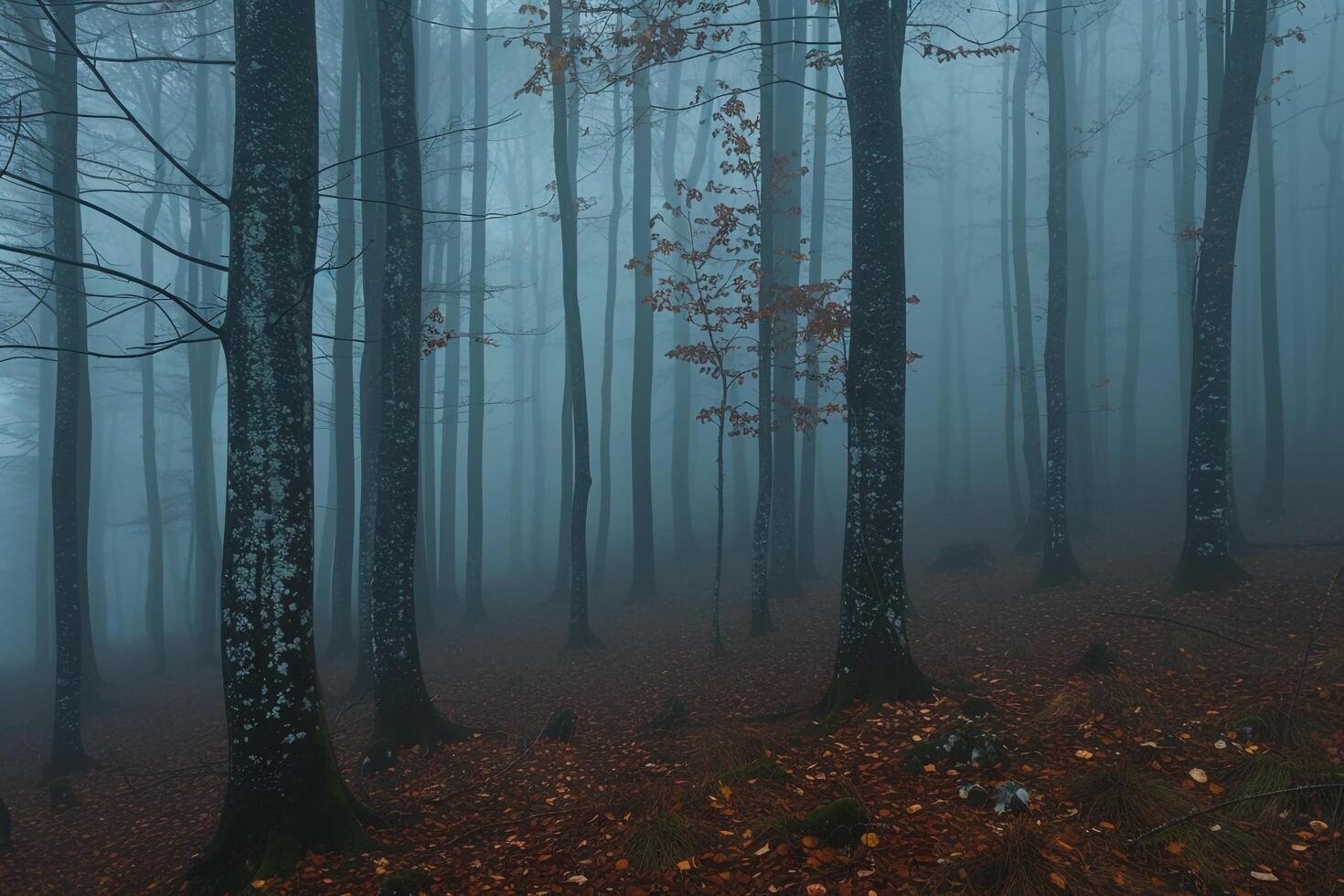 A foggy forest with trees and leaves, background photo