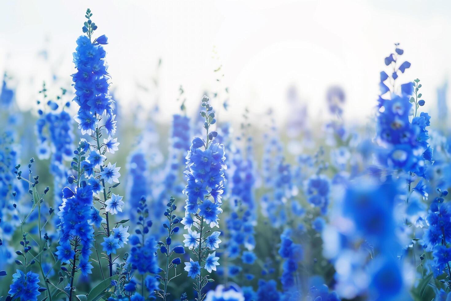 Blue Flowers in a Field with the Sun Shining Background photo