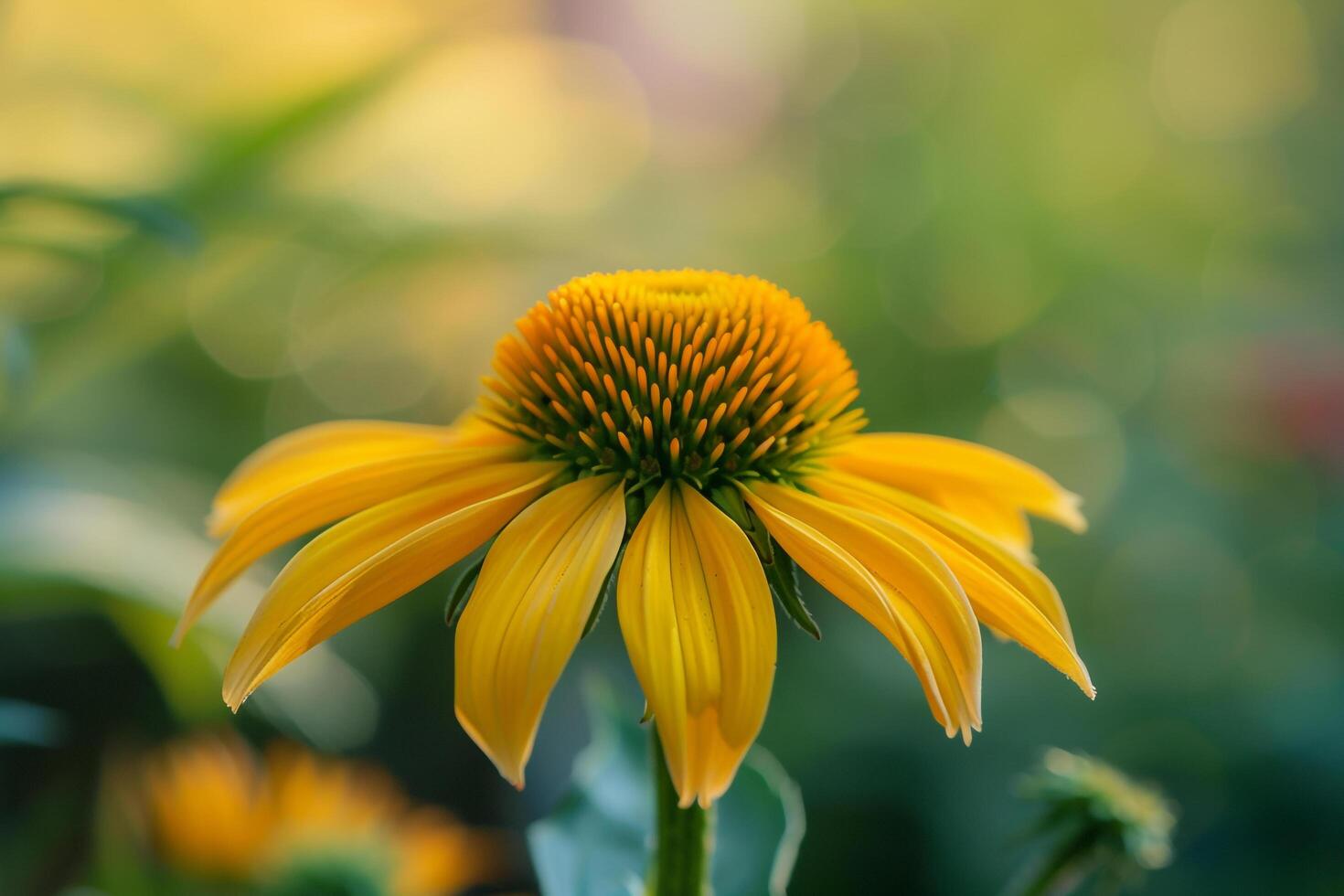 A Yellow Flower with a Green Stem in a Field Background photo