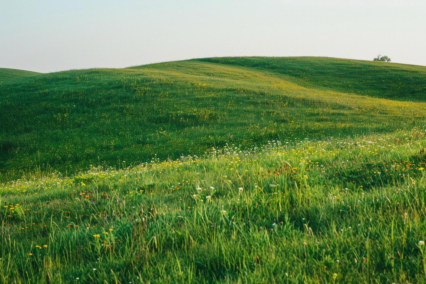 Field of green grass, green grass, nature, background photo