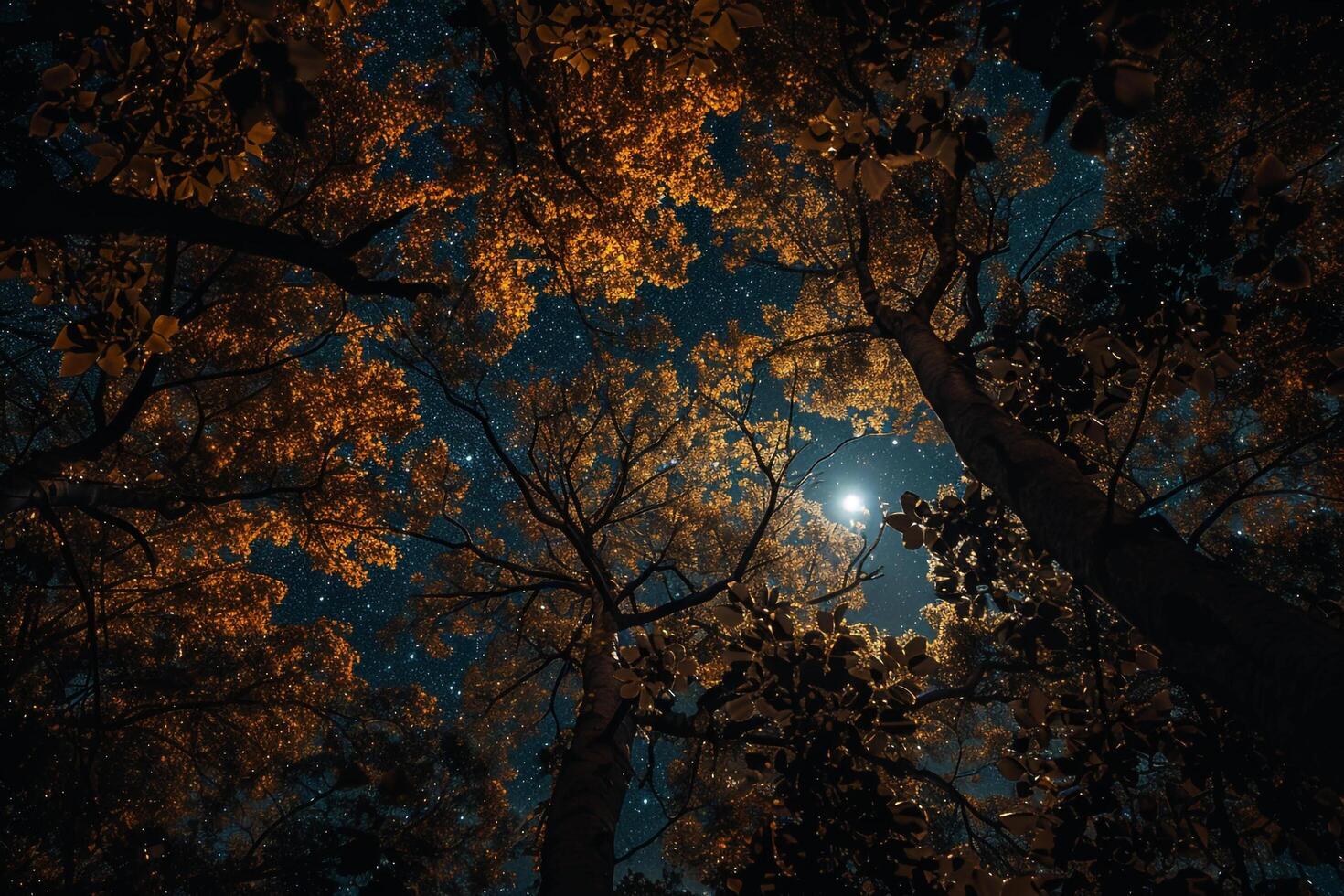The Moon Shines Through the Trees in This Photo Background