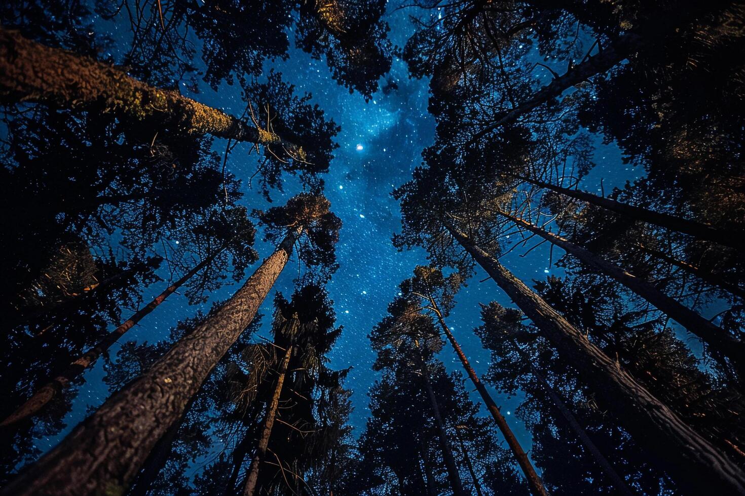 A Forest with Tall Trees and a Starry Sky Background photo