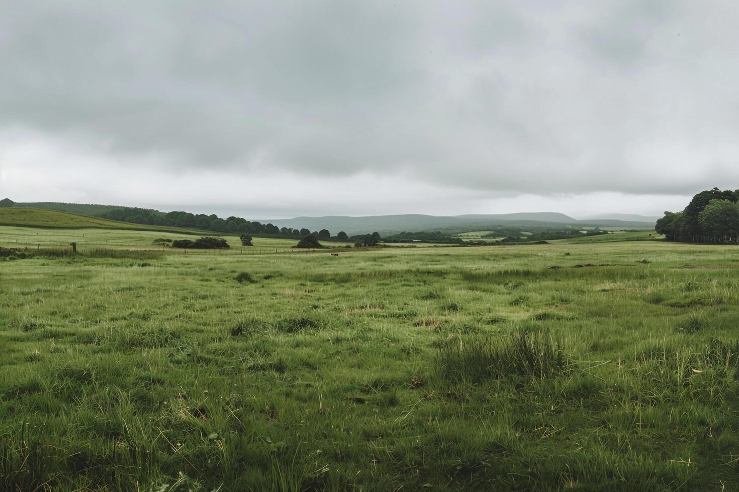Field with Grass and Trees on Cloudy Day Background photo