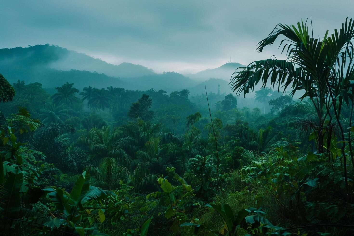 View of Jungle in Rain Background photo