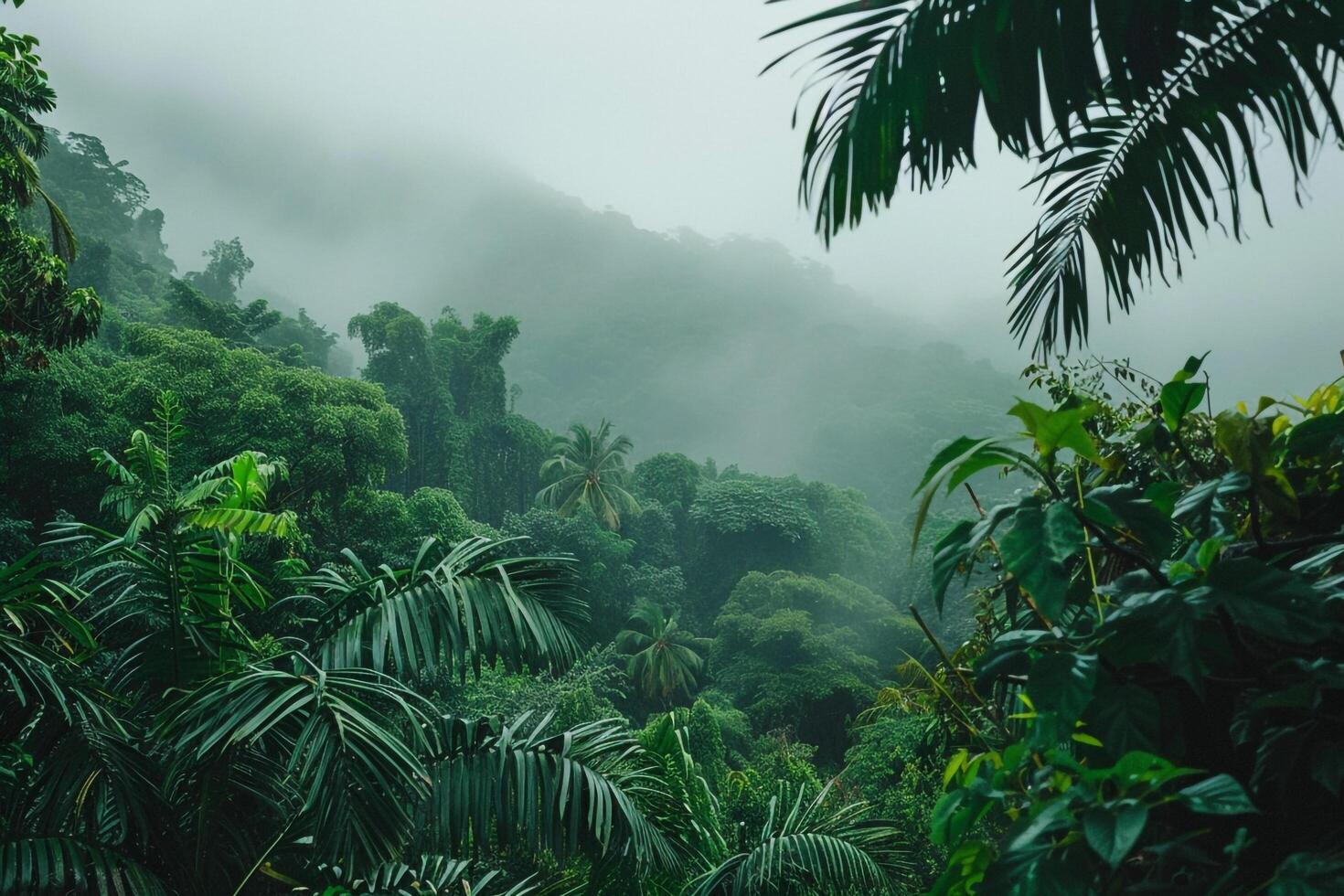 Tropical Jungle with Fog and Green Trees Background photo