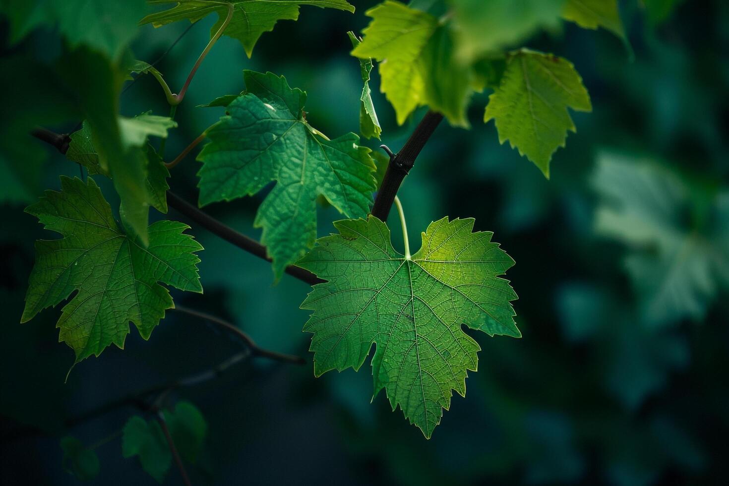Green Leaves on a Tree Branch Background photo