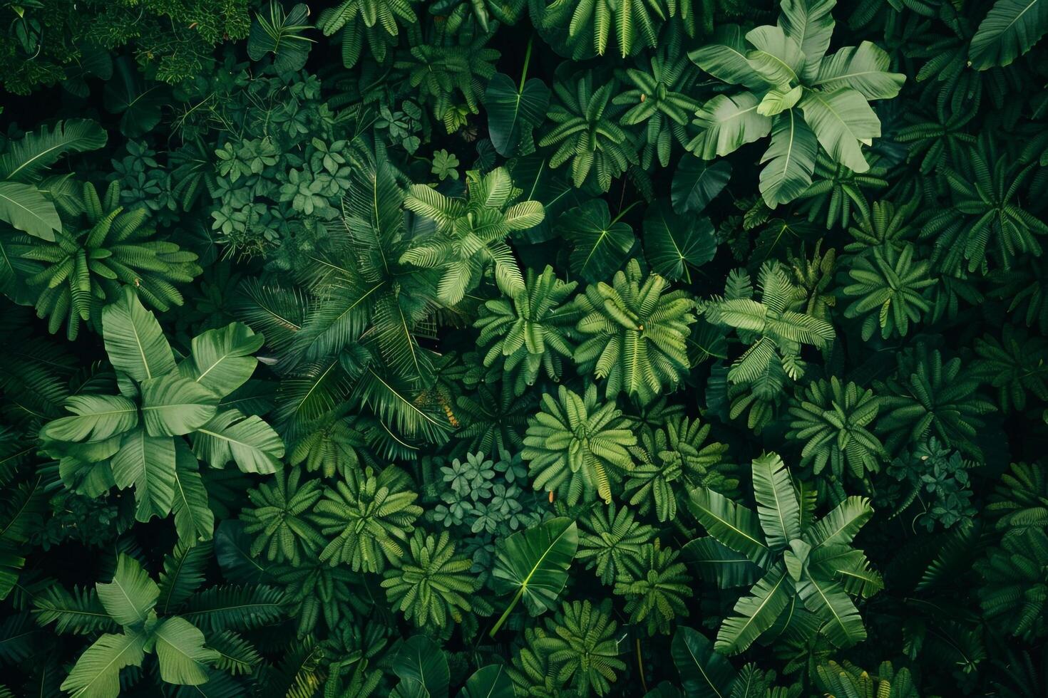 Top view of green tropical plants in jungle background photo