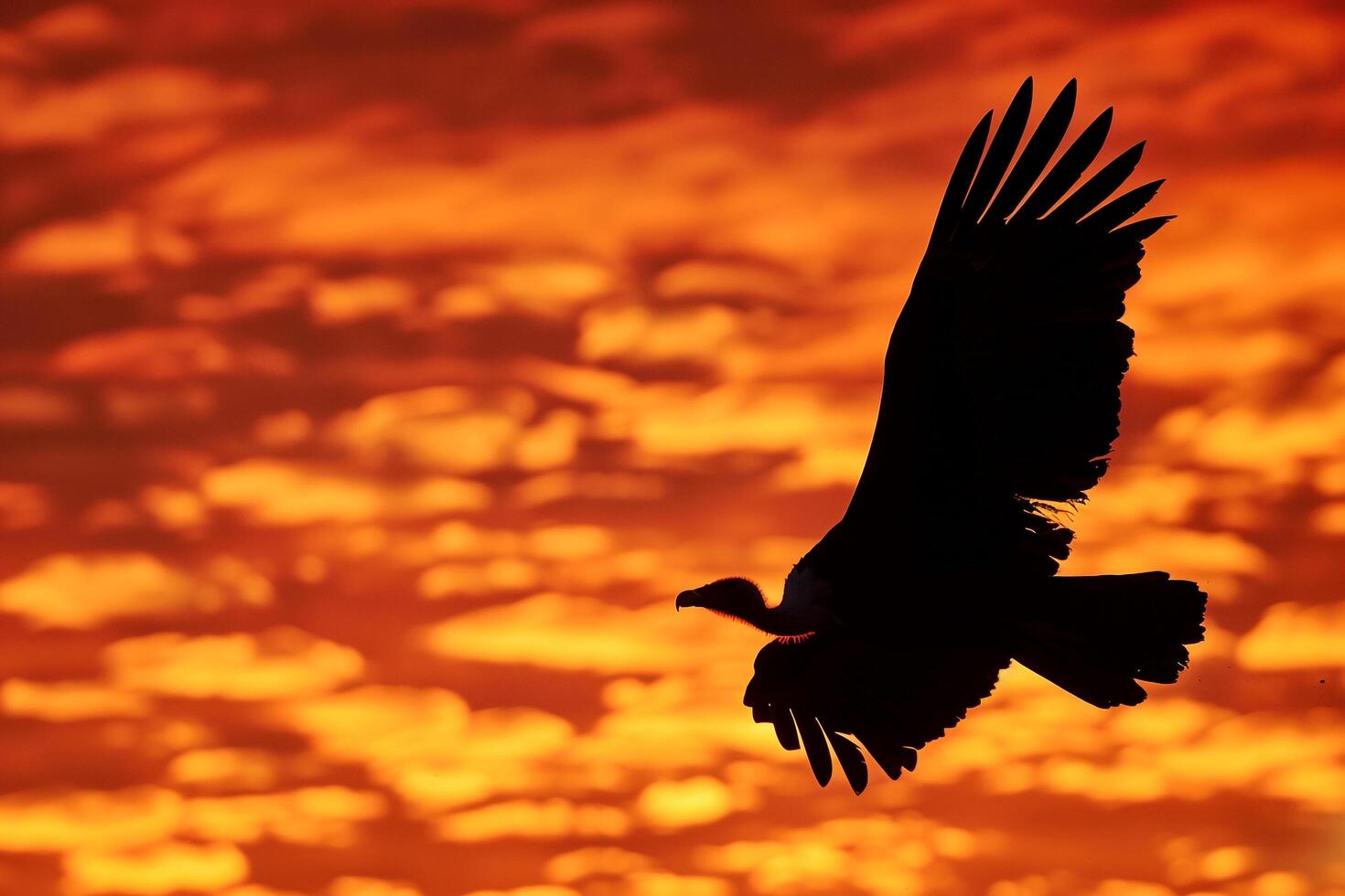 a vulture flying in the sky at sunset with a nature background photo