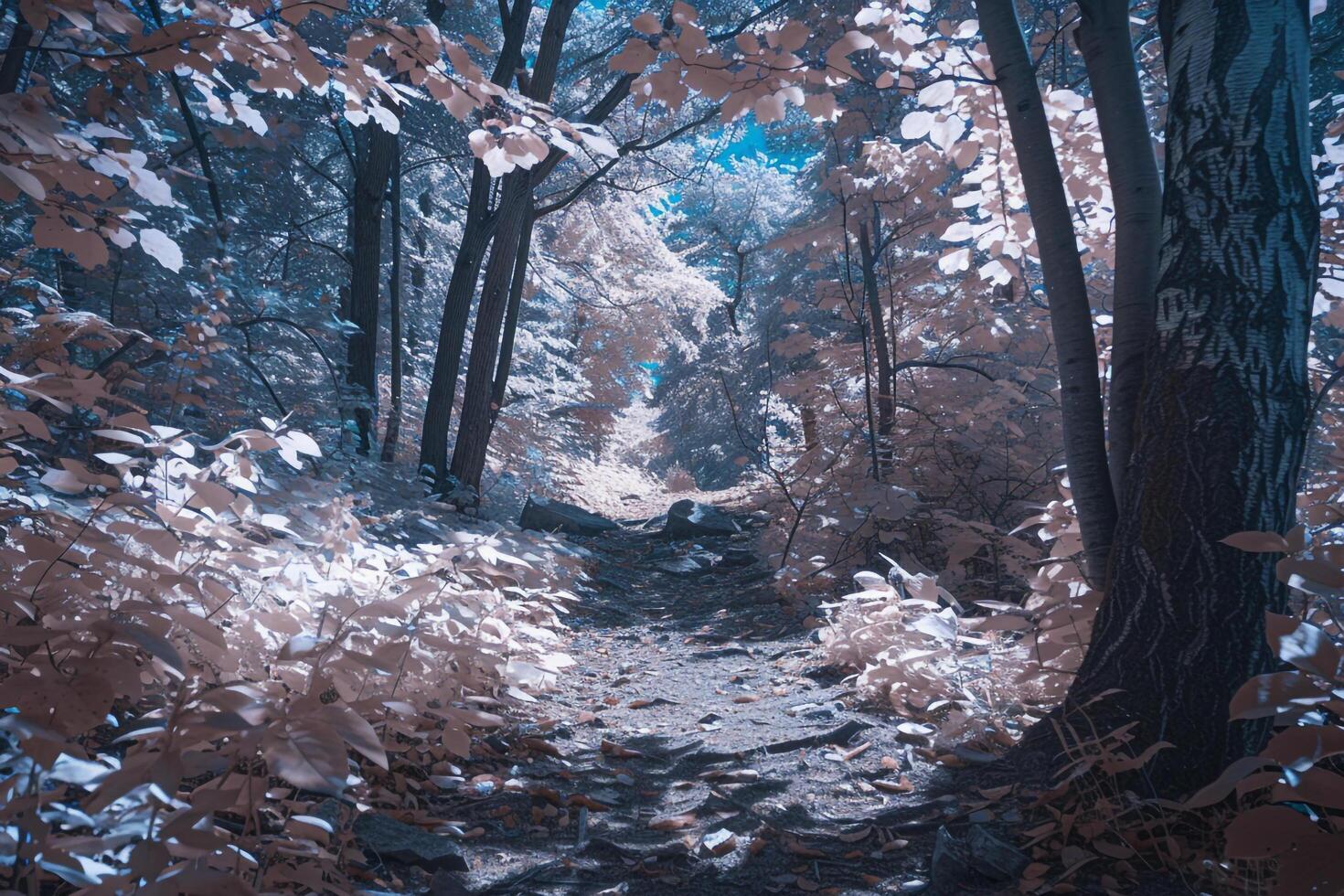 A Path Through the Woods with Trees and Leaves, nature background photo