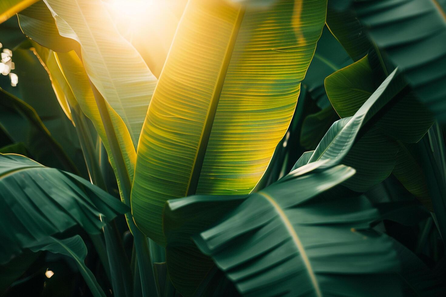A banana plant with the sun shining through background photo