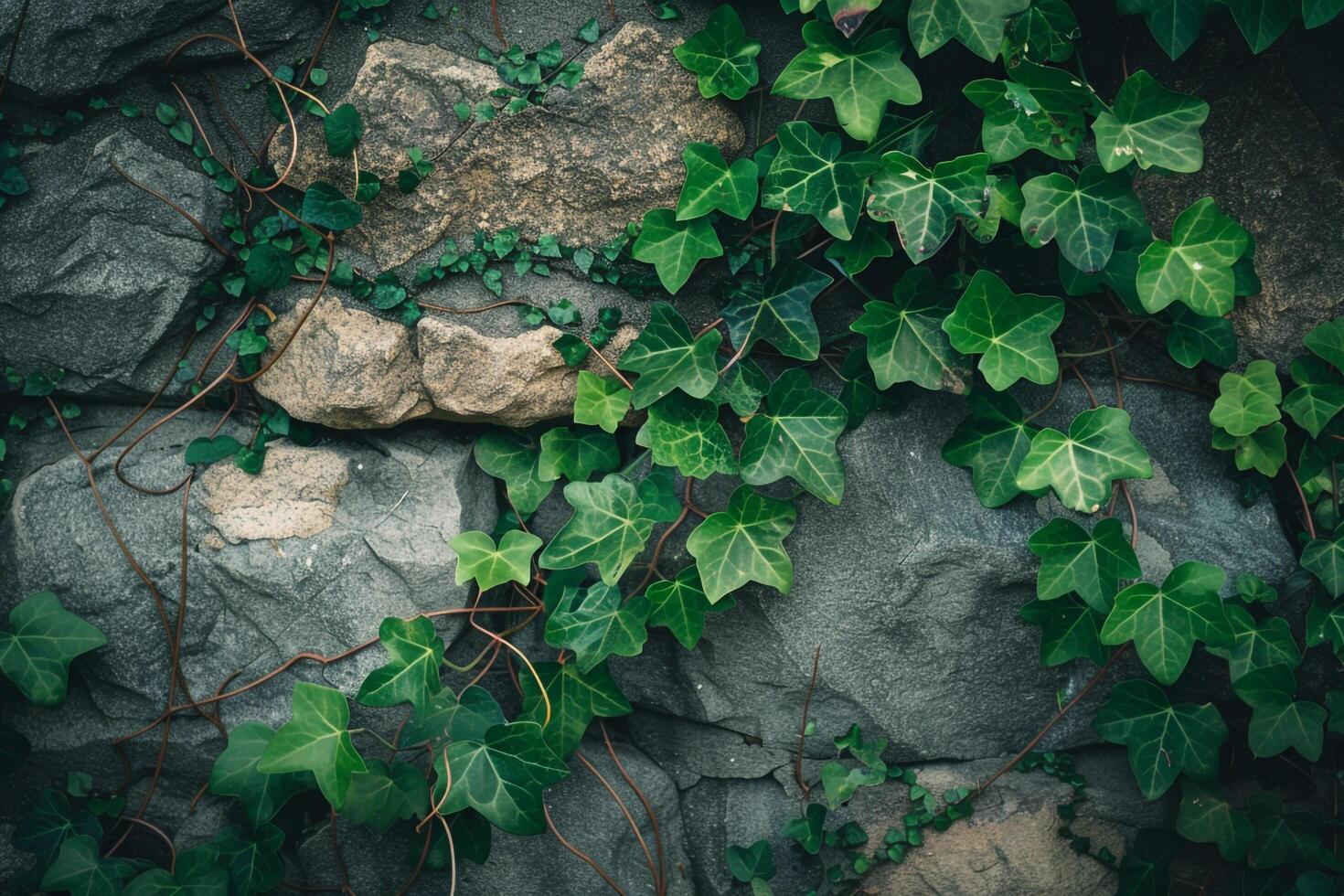 A wall with ivy growing on it background photo