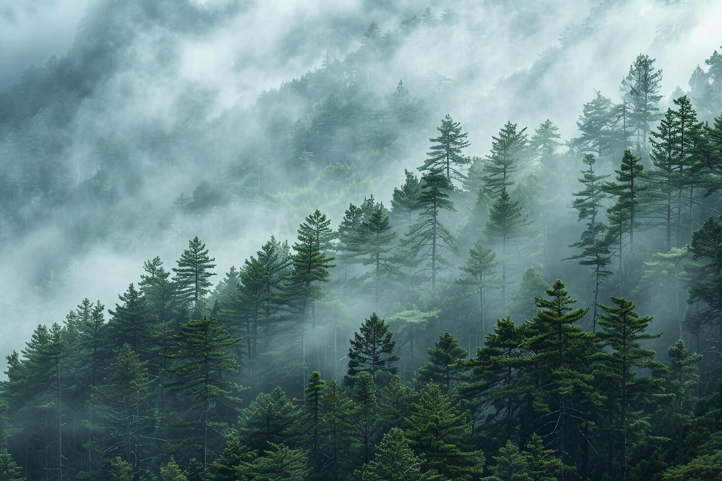 A forest with trees and fog in the background photo