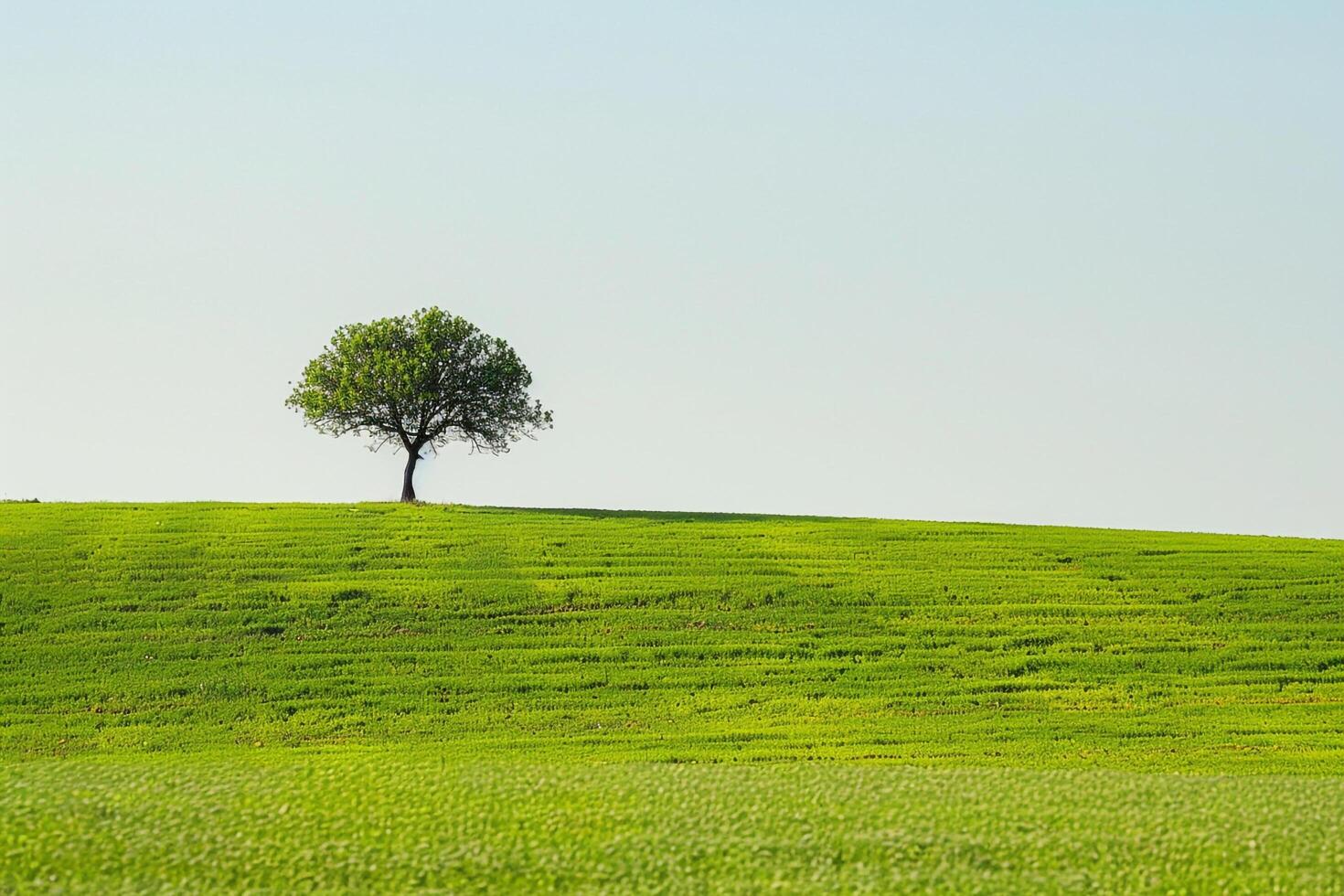 a lone tree stands on a hillside background photo