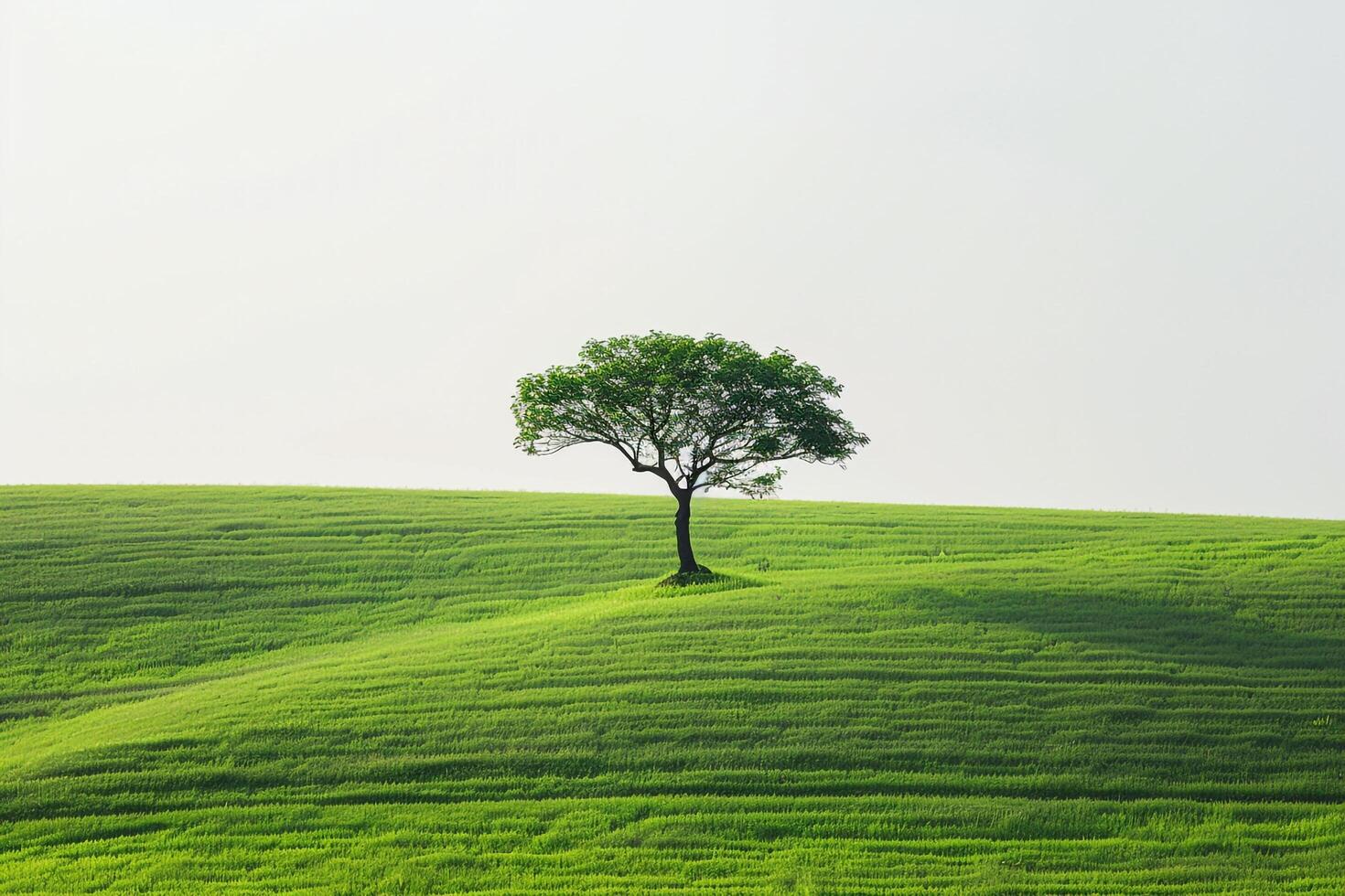 a lone tree stands alone on a green hill background photo