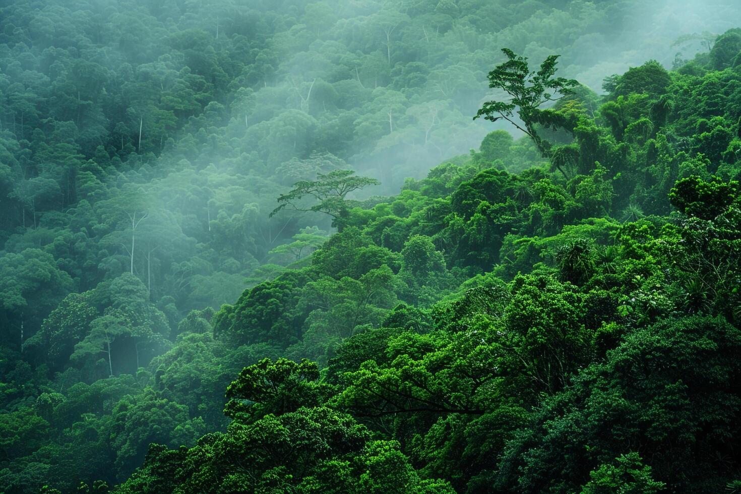 a forest with lots of green trees and fog background photo