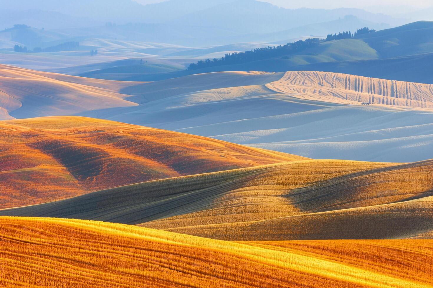 a large field of yellow grass background photo
