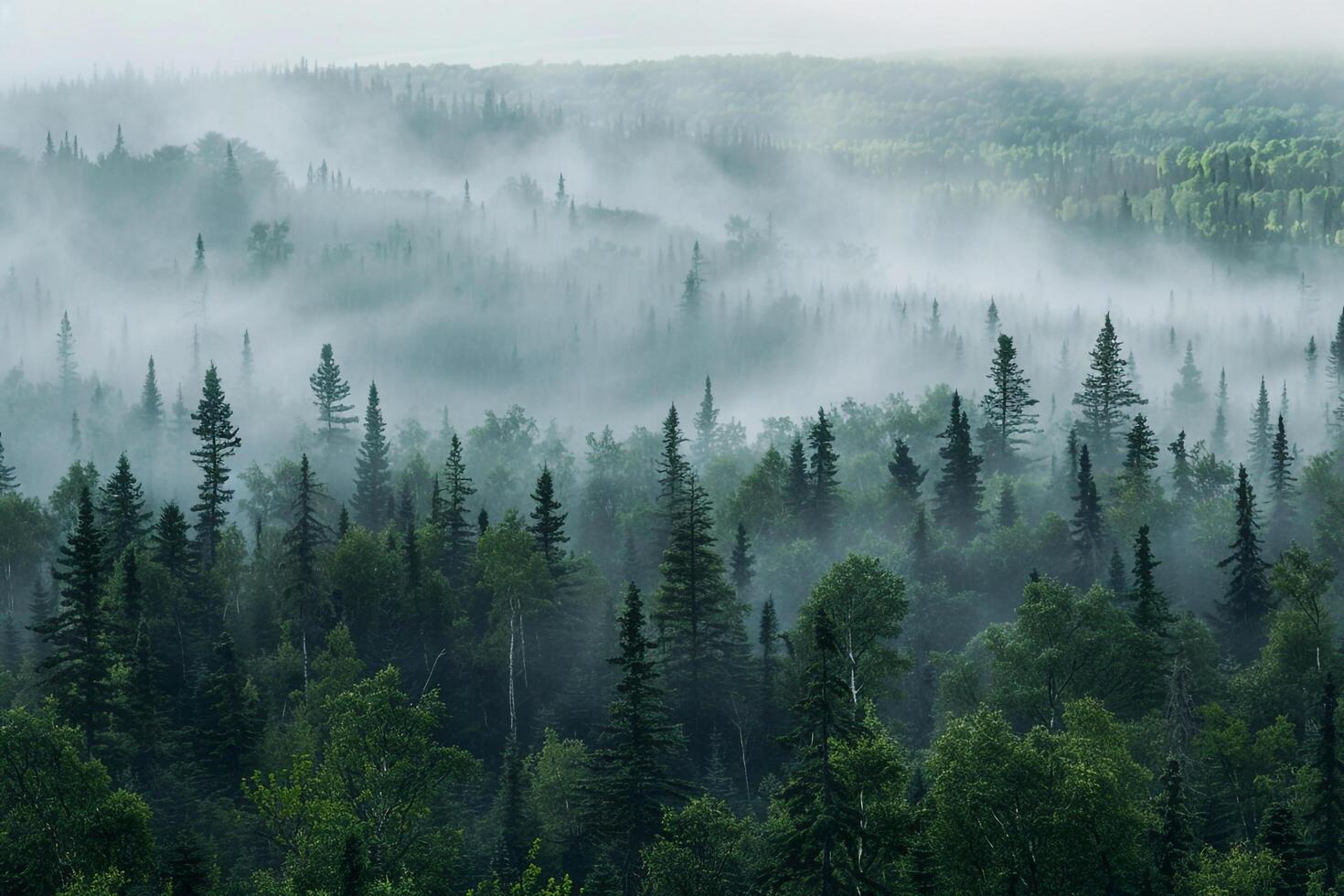 a foggy forest with trees and a mountain in the background background photo