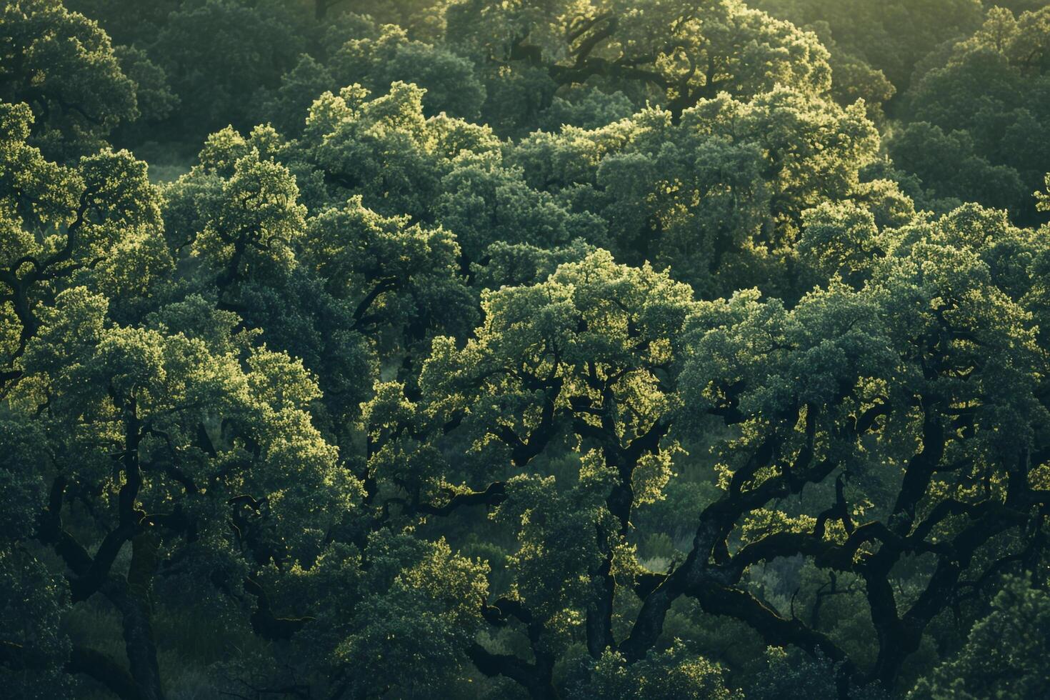 a view of trees in the forest background photo