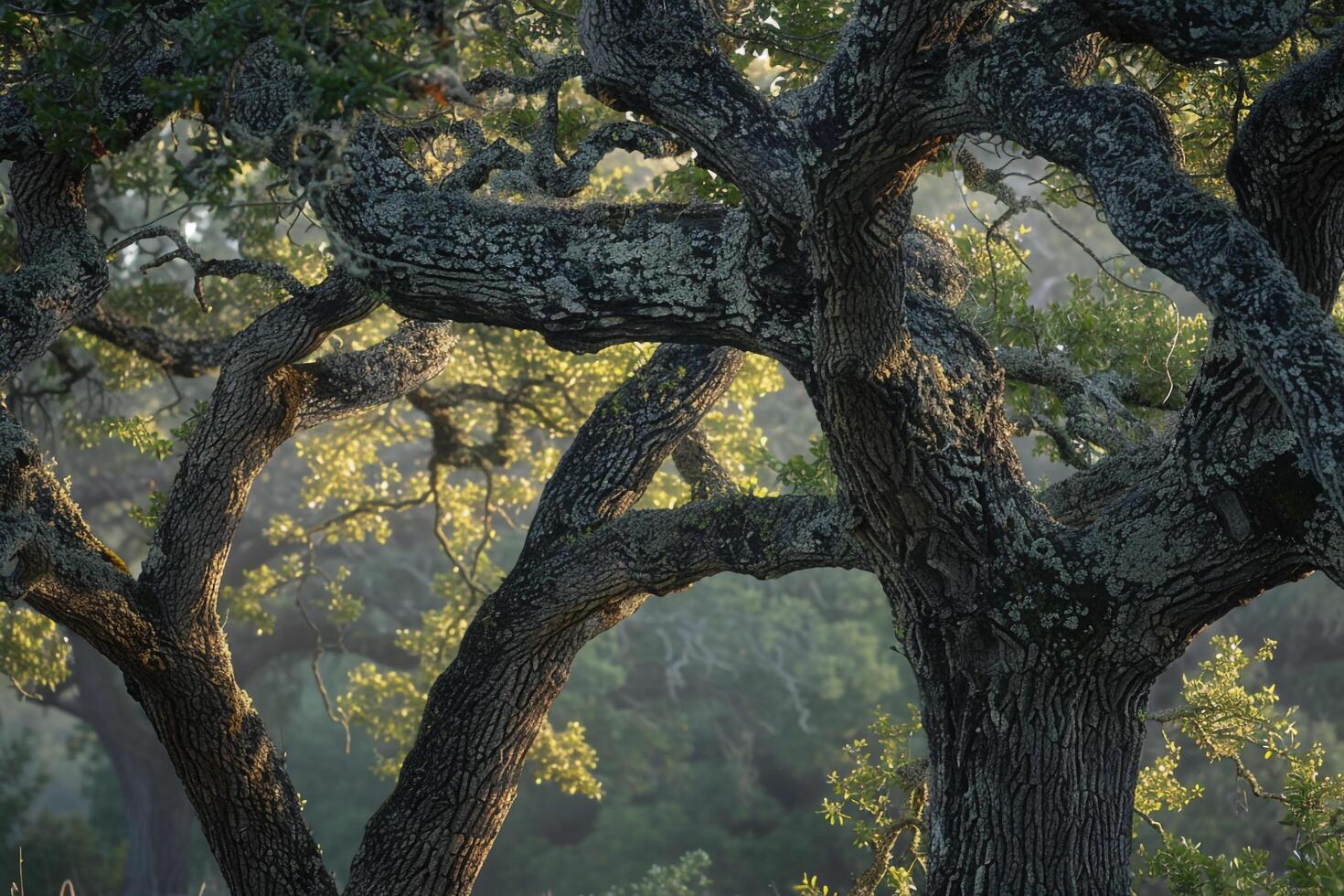 a large tree with many branches background photo