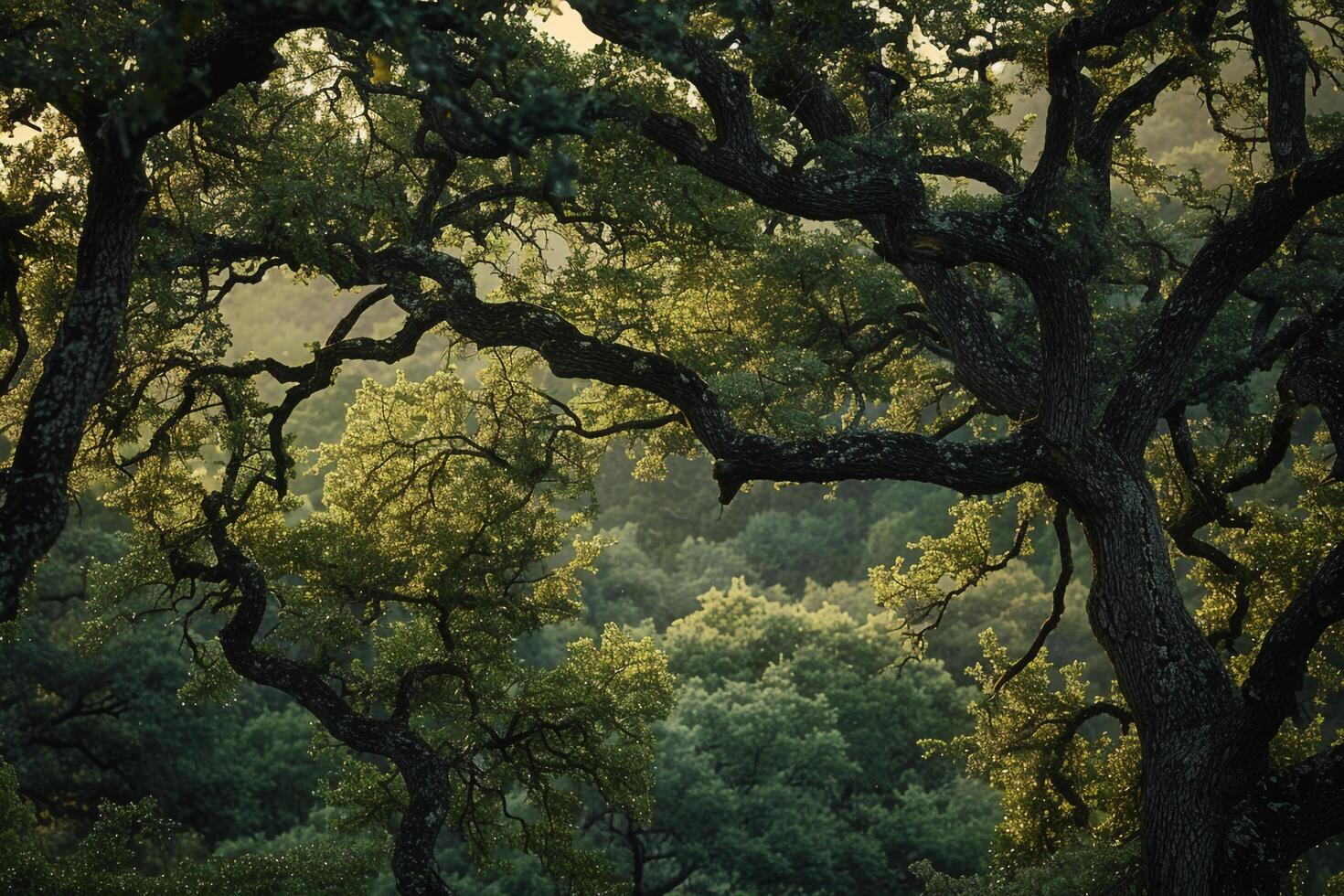 a view of trees in the woods background photo